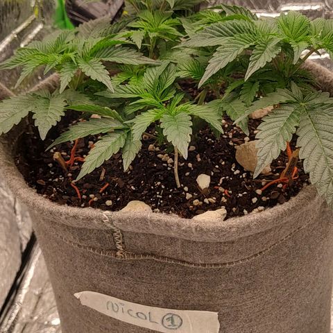 Nicol Punch #1 growlog photo: Estado: Estructura LST consolidada y bien abierta.
Acciones: Se realizó un giro estratégico de la maceta para exponer nuevas áreas al flujo de aire del ventilador.
Observaciones: La planta presenta un verde saludable; se espera que la reducción de PPFD promueva un mayor estiramiento de las puntas hacia la red.