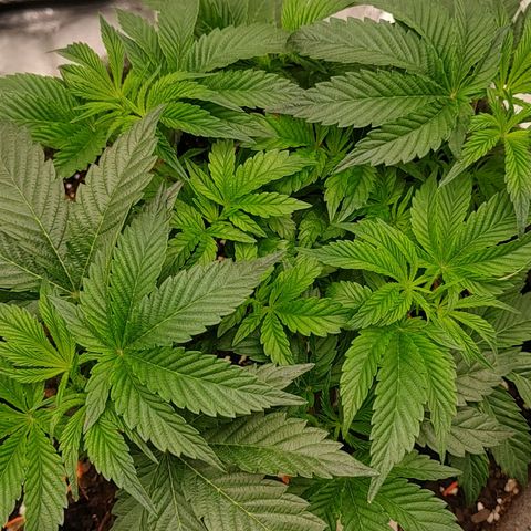 Nicol Punch #2 growlog photo: Estado: Estructura LST óptima, con tallos bien distribuidos horizontalmente.
Acciones: Se ajustaron los atados y se reorientó la planta para mejorar la penetración de aire y luz.
Observaciones: Presenta un desarrollo parejo; la baja en la intensidad lumínica debería ayudar a que los brotes centrales ganen altura durante esta semana.