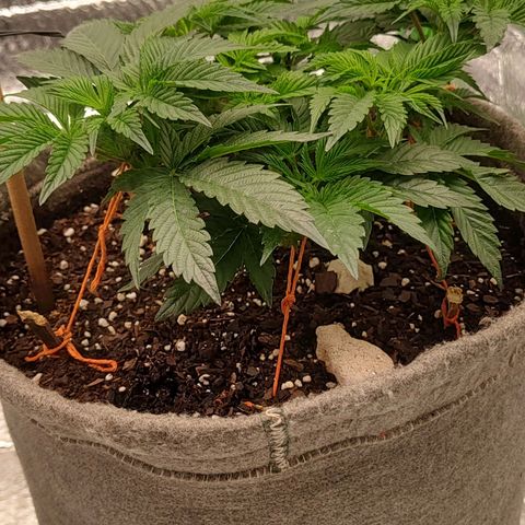 Nicol Punch #2 growlog photo: Estado: Estructura LST óptima, con tallos bien distribuidos horizontalmente.
Acciones: Se ajustaron los atados y se reorientó la planta para mejorar la penetración de aire y luz.
Observaciones: Presenta un desarrollo parejo; la baja en la intensidad lumínica debería ayudar a que los brotes centrales ganen altura durante esta semana.