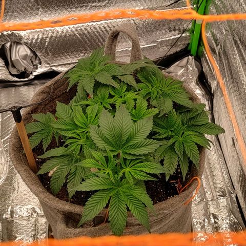 Nicol Punch #2 growlog photo: Frio extremo en el exterior 