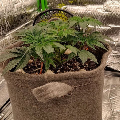 Nicol Punch #2 growlog photo: Frio extremo en el exterior 