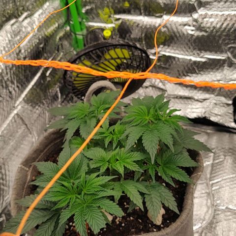 Nicol Punch #2 growlog photo: Frio extremo en el exterior 
