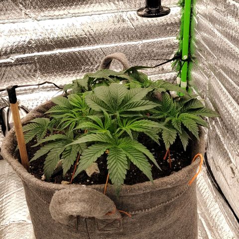 Nicol Punch #2 growlog photo: Frio extremo en el exterior 
