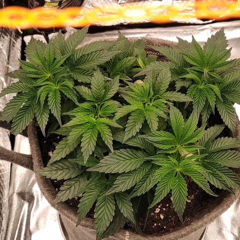 Nicol Punch #1 growlog timeline photo
