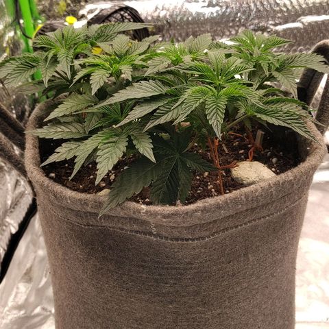Nicol Punch #1 growlog timeline photo