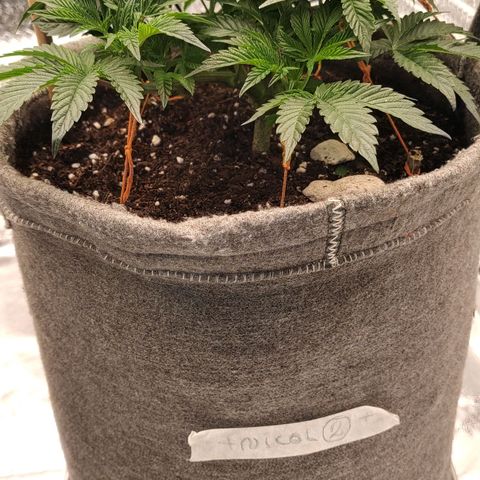 Nicol Punch #2 growlog timeline photo