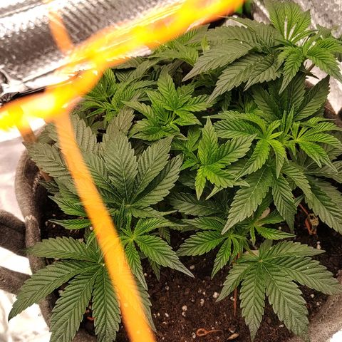Nicol Punch #2 growlog timeline photo