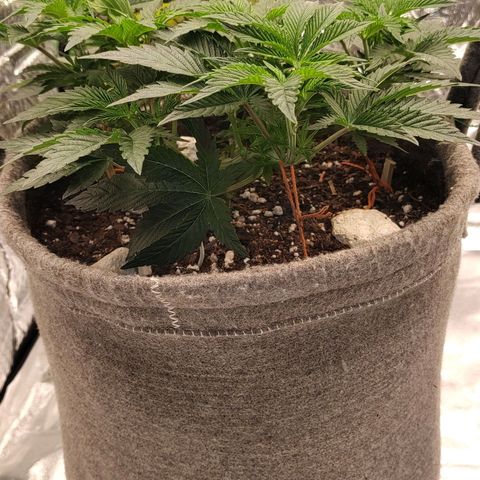 Nicol Punch #1 growlog timeline photo
