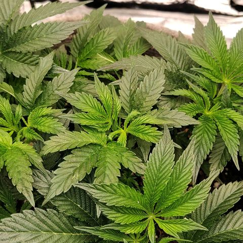 Nicol Punch #1 growlog timeline photo
