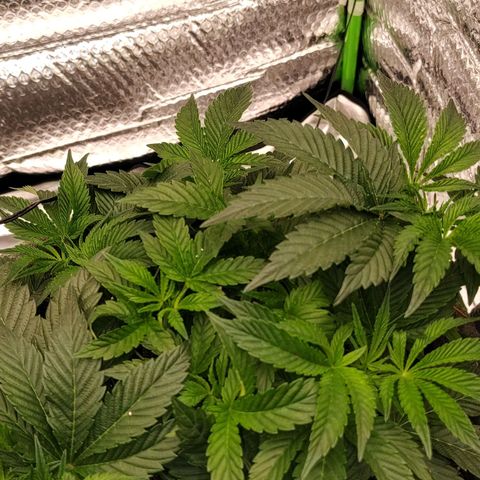 Nicol Punch #2 growlog timeline photo