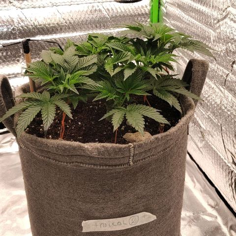 Nicol Punch #2 growlog timeline photo