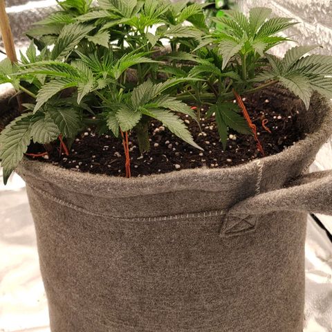 Nicol Punch #1 growlog timeline photo