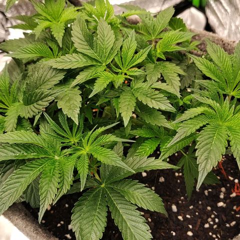 Nicol Punch #1 growlog timeline photo
