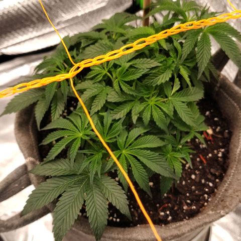 Nicol Punch #1 growlog timeline photo