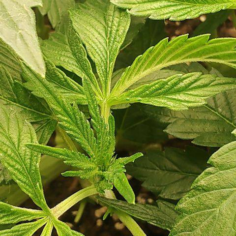 Nicol Punch #1 growlog timeline photo