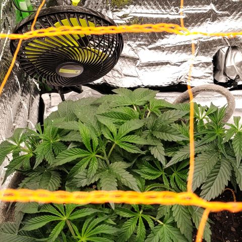 Nicol Punch #2 growlog timeline photo