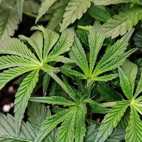 Nicol Punch #2 growlog timeline photo