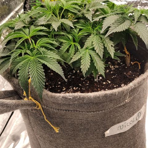 Nicol Punch #2 growlog timeline photo