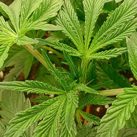 Nicol Punch #2 growlog timeline photo
