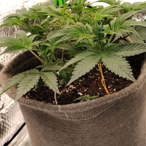 Nicol Punch #1 growlog timeline photo