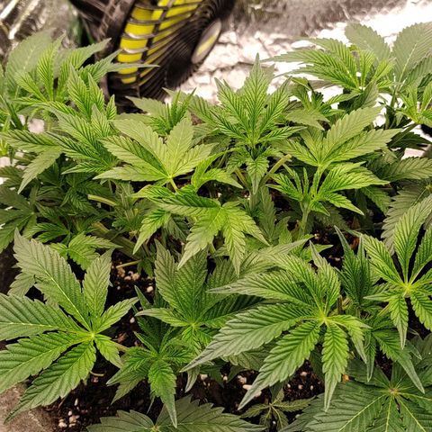 Nicol Punch #1 growlog timeline photo
