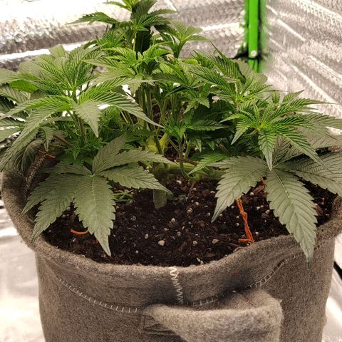 Nicol Punch #2 growlog timeline photo