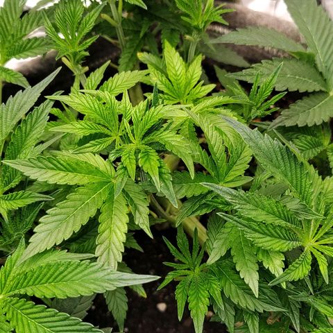 Nicol Punch #2 growlog timeline photo