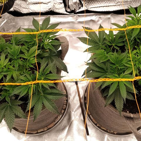 Nicol Punch #2 growlog timeline photo