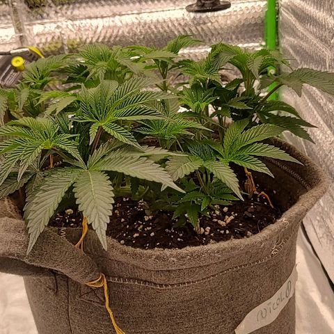 Nicol Punch #1 growlog timeline photo