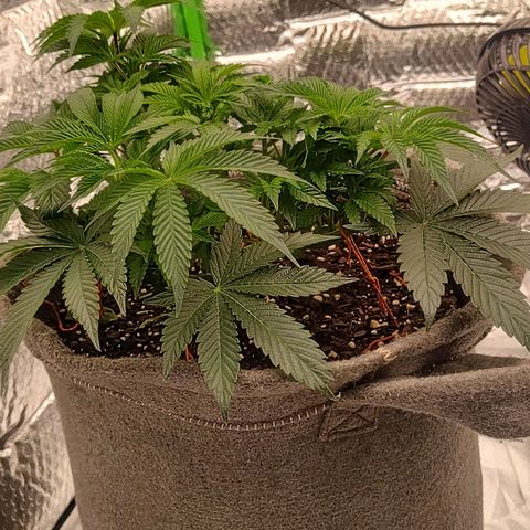 Nicol Punch #2 growlog timeline photo