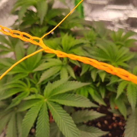 Nicol Punch #2 growlog timeline photo