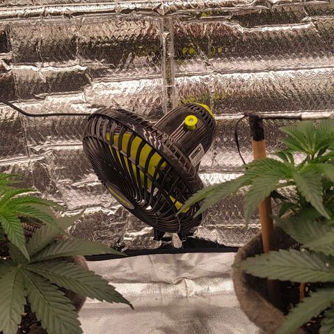 Nicol Punch #2 growlog timeline photo