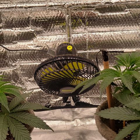 Nicol Punch #2 growlog timeline photo