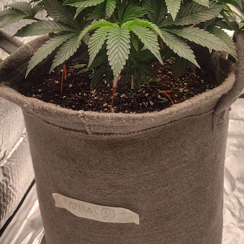 Nicol Punch #1 growlog timeline photo