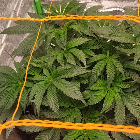 Nicol Punch #1 growlog timeline photo