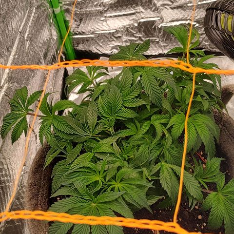 Nicol Punch #1 growlog timeline photo