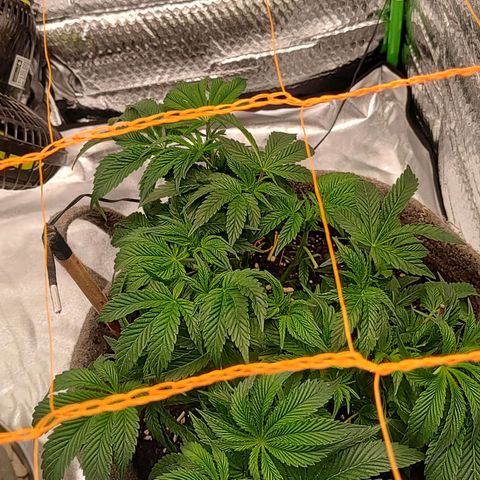 Nicol Punch #1 growlog timeline photo