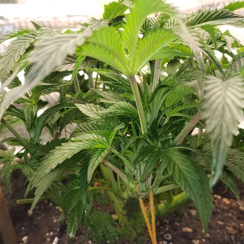 Nicol Punch #2 growlog timeline photo