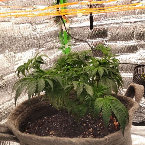Nicol Punch #2 growlog timeline photo