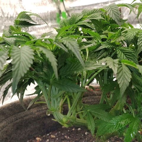 Nicol Punch #2 growlog timeline photo