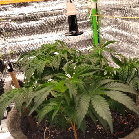 Nicol Punch #2 growlog timeline photo