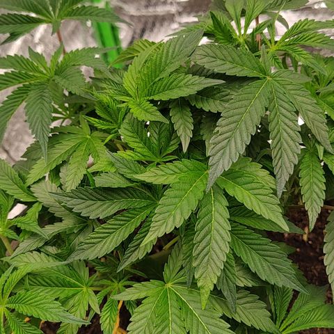 Nicol Punch #2 growlog timeline photo