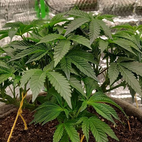 Nicol Punch #2 growlog timeline photo