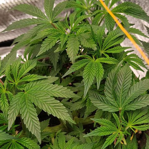 Nicol Punch #2 growlog timeline photo