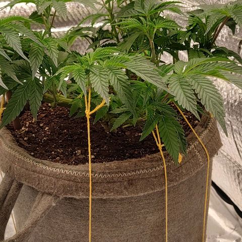 Nicol Punch #2 growlog timeline photo