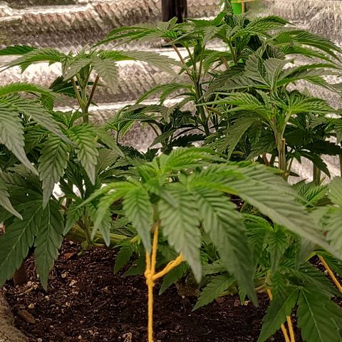 Nicol Punch #2 growlog timeline photo