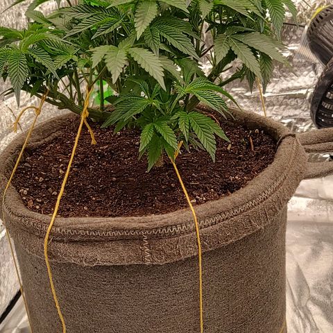 Nicol Punch #2 growlog timeline photo