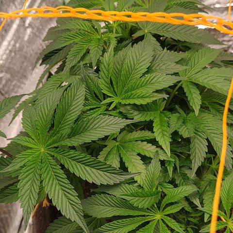 Nicol Punch #2 growlog timeline photo
