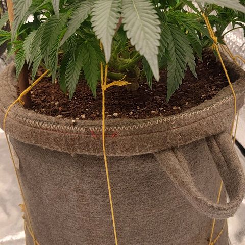 Nicol Punch #2 growlog timeline photo