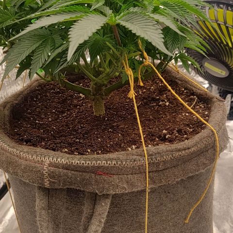 Nicol Punch #2 growlog timeline photo